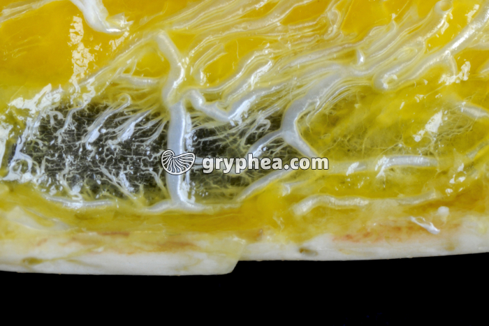 Trachées et sacs aériens de Criquet (cuticule abdominale enlevée) x2,5 - gryphea.com